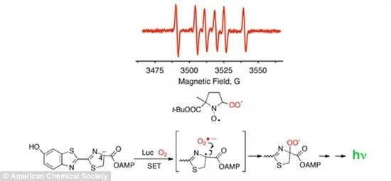 荧光反应化学式